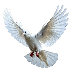 Fototapeta premium A stunning white bird with fully outstretched wings, captured mid-flight, isolated against black