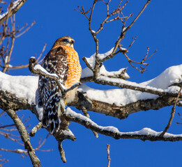 Obraz premium red-shouldered hawk on snow covered branch against blue sky close-up