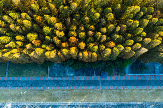 Top-Down View of Autumn Forest with Winding Path


