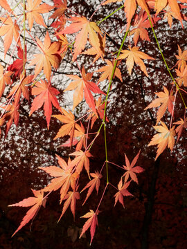 Close-up of red maple leaves on thin branches