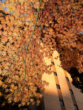 Golden maple leaves overhanging modern building facade
