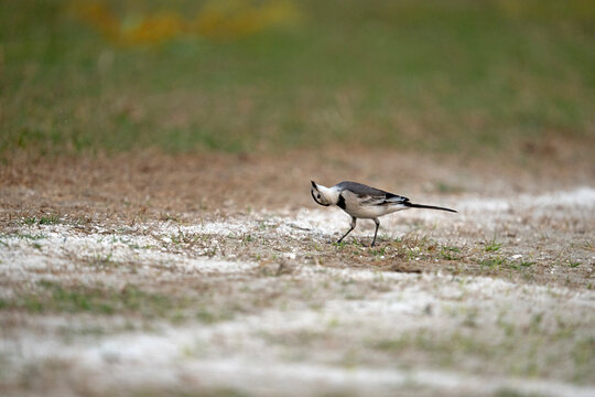 The white wagtail (Motacilla alba) searching for food