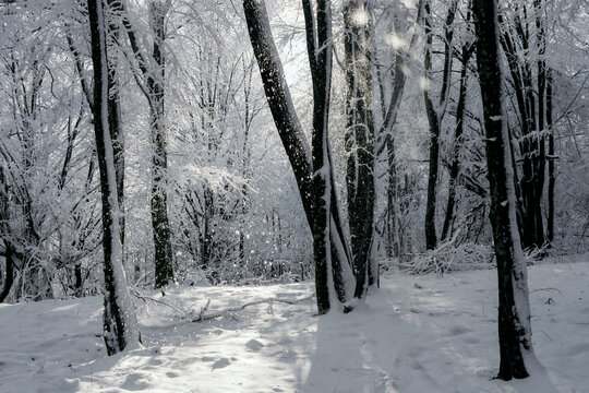 Snow falling in a winter forest with enchanted light
