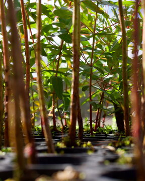 Eucalyptus (gumtree) saplings for carbon  drawdown and habitat renewal