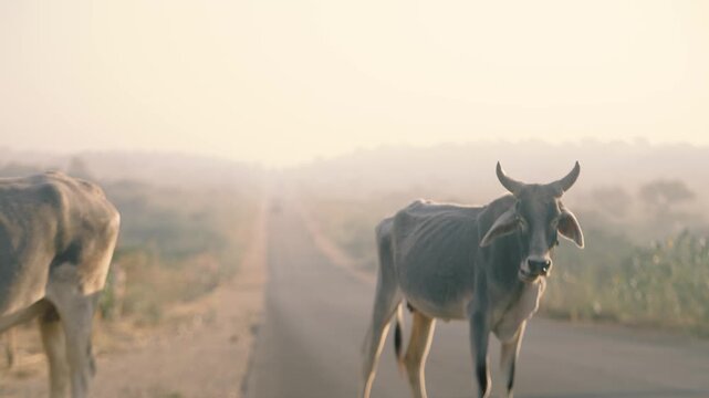 Grey zebu cow walks on an empty desert road in Tharparkar, Sindh, Pakistan, with hazy horizon and copy space&mdash;rural travel, livestock and culture.