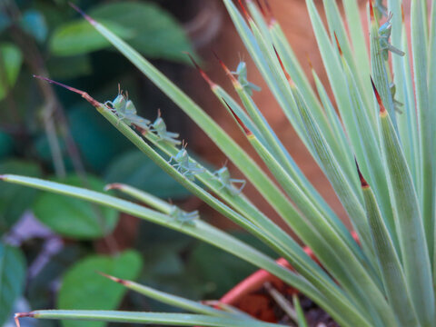 Camouflaged Grasshoppers On Spiky Green Plant Leaves