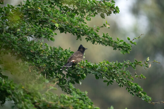 A Red-vented bulbul (Pycnonotus cafer) sit on the branches of a tree