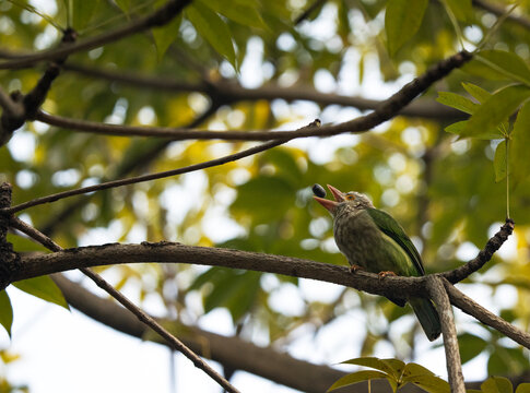 A Lineated Barbet (Psilopogon lineatus) eating fruits