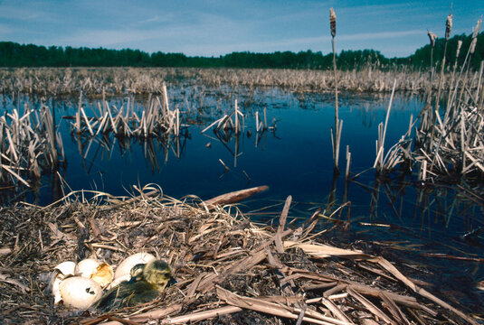 Canada goose (Branta sp.) nestlings floating nest pond Saskatchewan