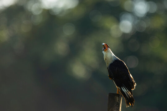 Crested Caracara Calling On Post