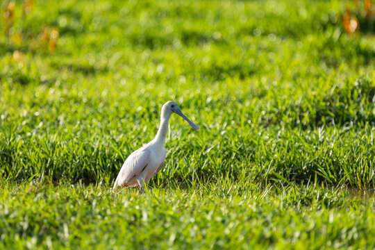 Juvenile Roseate Spoonbill In Wetland