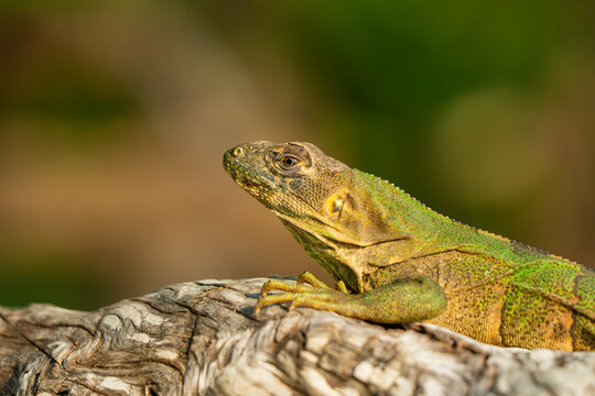 Green Iguana Lizard Close Up