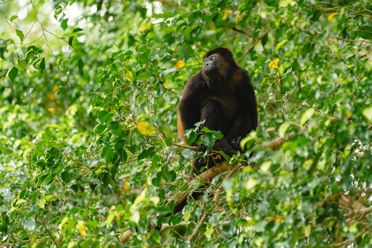 Howler monkey in foliage