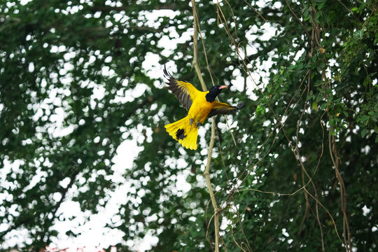 A Black-hooded Oriole (Oriolus xanthornus) in flight mode