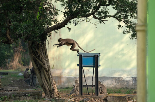 Gray Langurs or Hanuman langur in movement