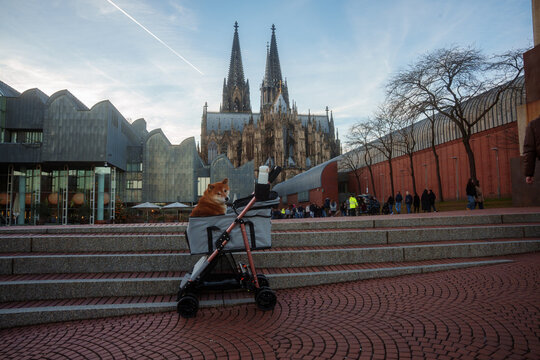 Dog in stroller Cologne Cathedral