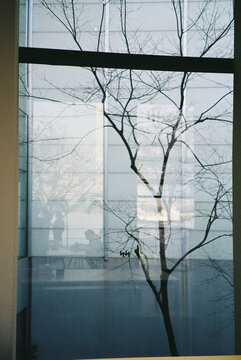 Tree branches seen through a window in a building