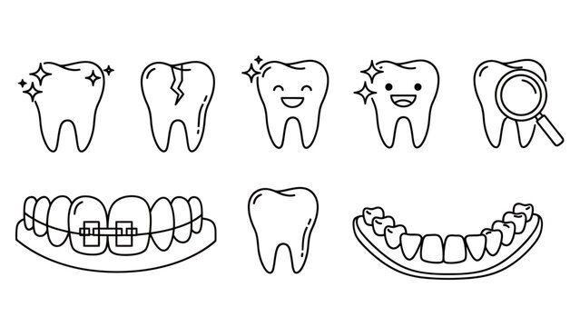 Dental anatomy illustration with teeth vector sketches.