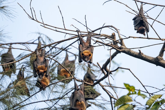 Indian flying fox (Pteropus medius) in its natural habitat