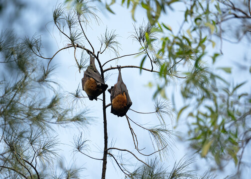 Indian flying fox (Pteropus medius) in its natural habitat