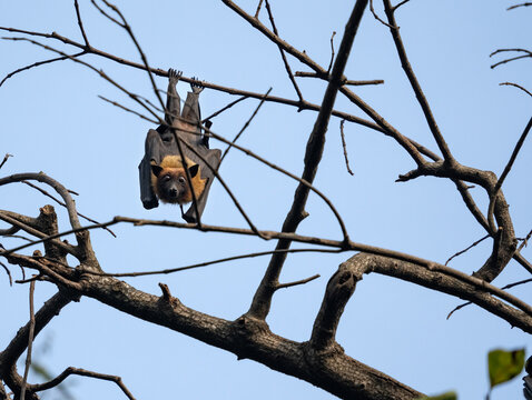 Indian flying fox (Pteropus medius) in its natural habitat