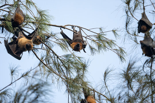 Indian flying fox (Pteropus medius) in its natural habitat