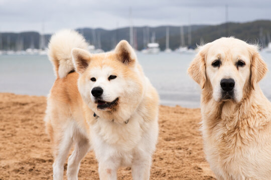 dogs at the beach