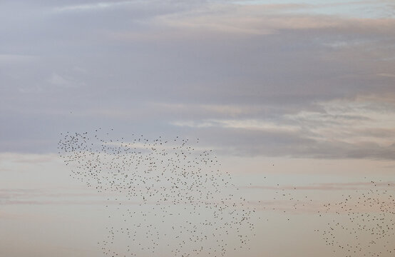 Flock of birds flying across the evening sky