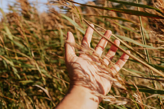 Hand reaching through sunlit field of tall grass