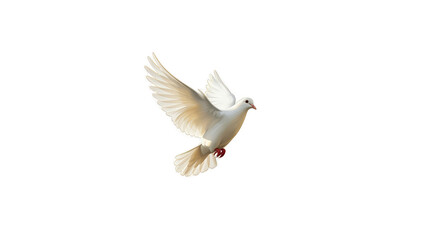 Obraz premium White Dove Isolated Transparent Background Flying Mid Air