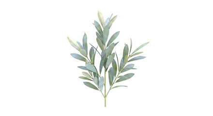 Obraz premium Olive Branch with Green Leaves Isolated on White Background
