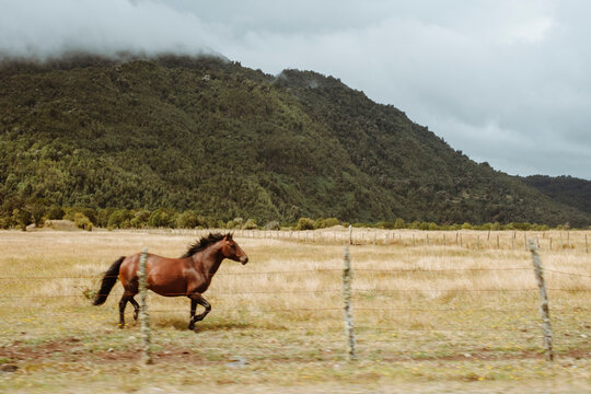 Horse Running in Grassy Field