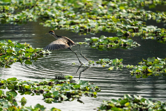 A jacana, also known as a "lily-trotter" or "Jesus bird", in a wetland