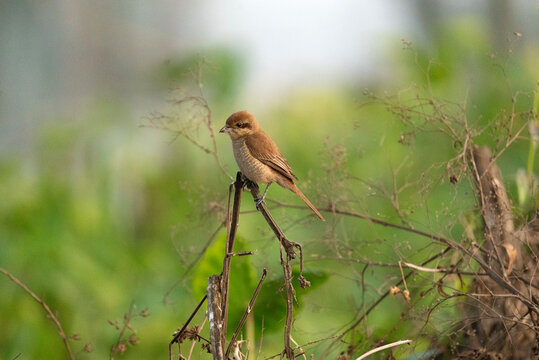 The bird pictured is a Brown Shrike (Lanius cristatus). 