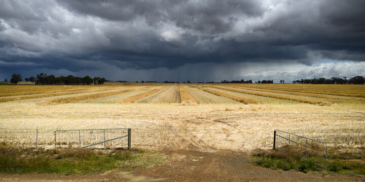 Dark clouds over raked lines of drying canola and a farm gate