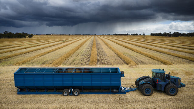 Tractor and grain bin under dark clouds & raked lines of drying canola