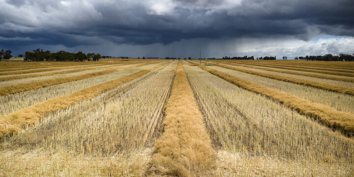 Heavy rain falling from dark clouds over raked lines of drying canola