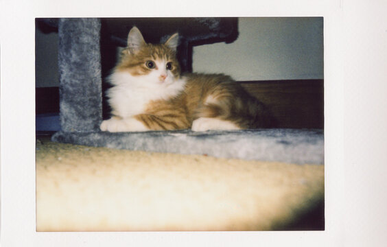 Kitten resting on cat tree captured on instant film