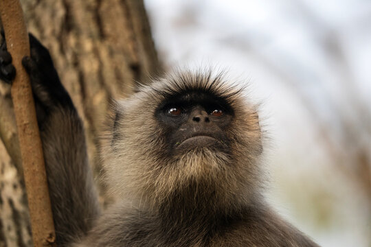 This image shows a gray langur, also known as a Hanuman langur.
