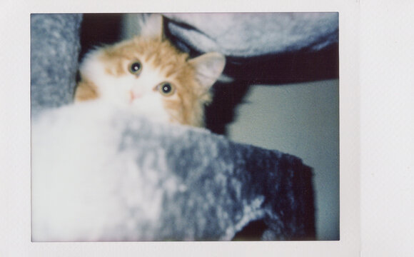Blurry instant film photo of kitten peeking from cat tree