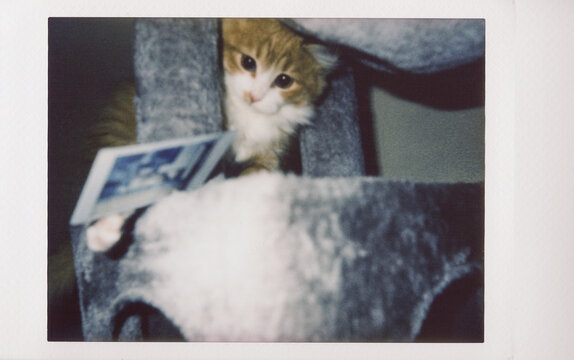 Kitten playing with photo on cat tree captured on instant film