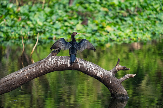 Little Cormorant (Microcarbo niger) with stretched wings