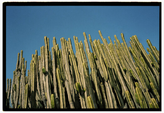 Tall Organ Pipe Cactus Field Under Clear Blue Sky in Desert Landscape