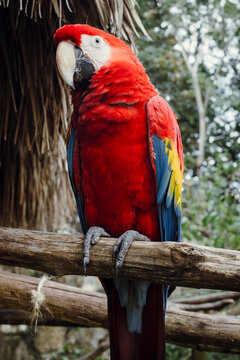 Scarlet Macaw Perched on Branch