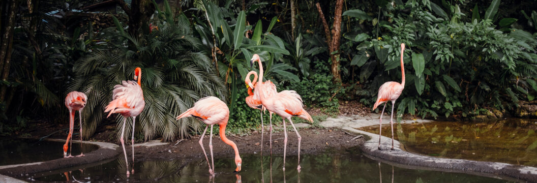 Flamingos in Lush Tropical Environment