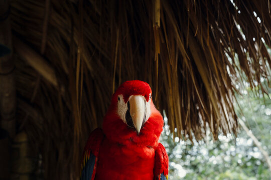 Scarlet Macaw Parrot Close Up