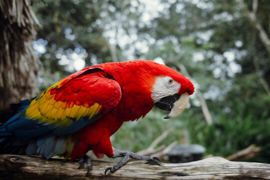 Scarlet Macaw Parrot Perched