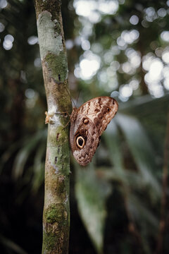 Owl Butterfly on Tree Trunk