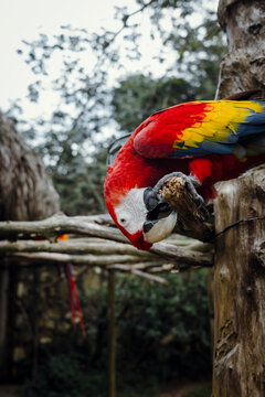 Scarlet Macaw Perched on Branch