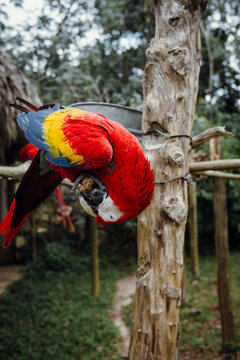 Scarlet Macaw Eating Nut Upside Down